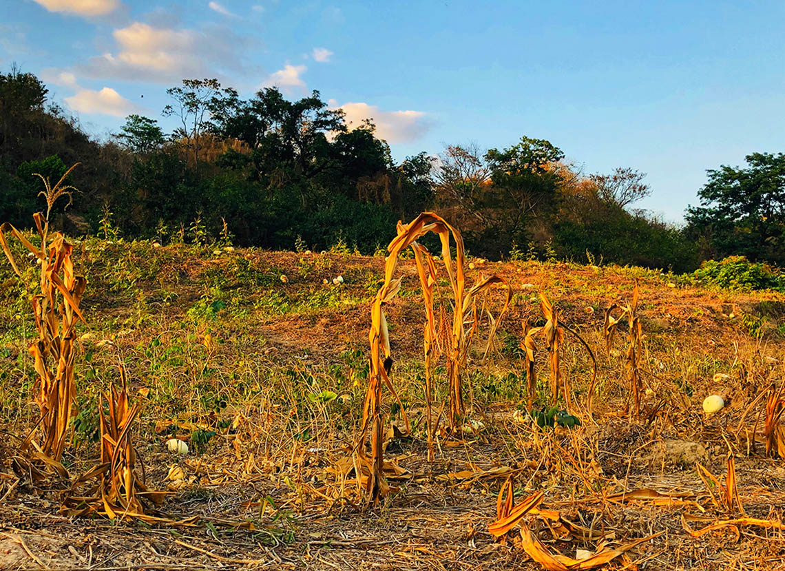 1_dry_field_resized.jpg