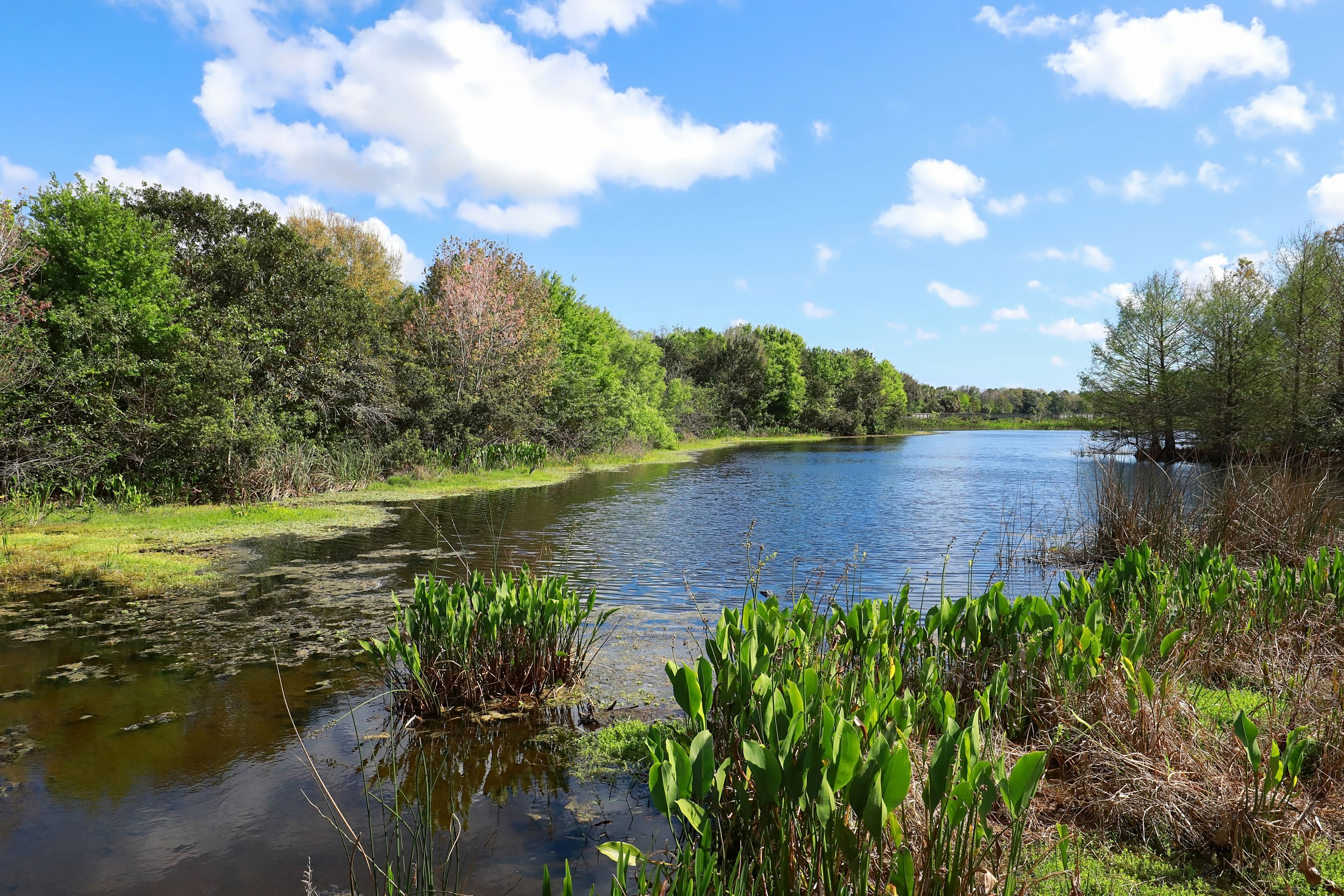 2022-12-16_constructed_wetland_florida-2.jpg
