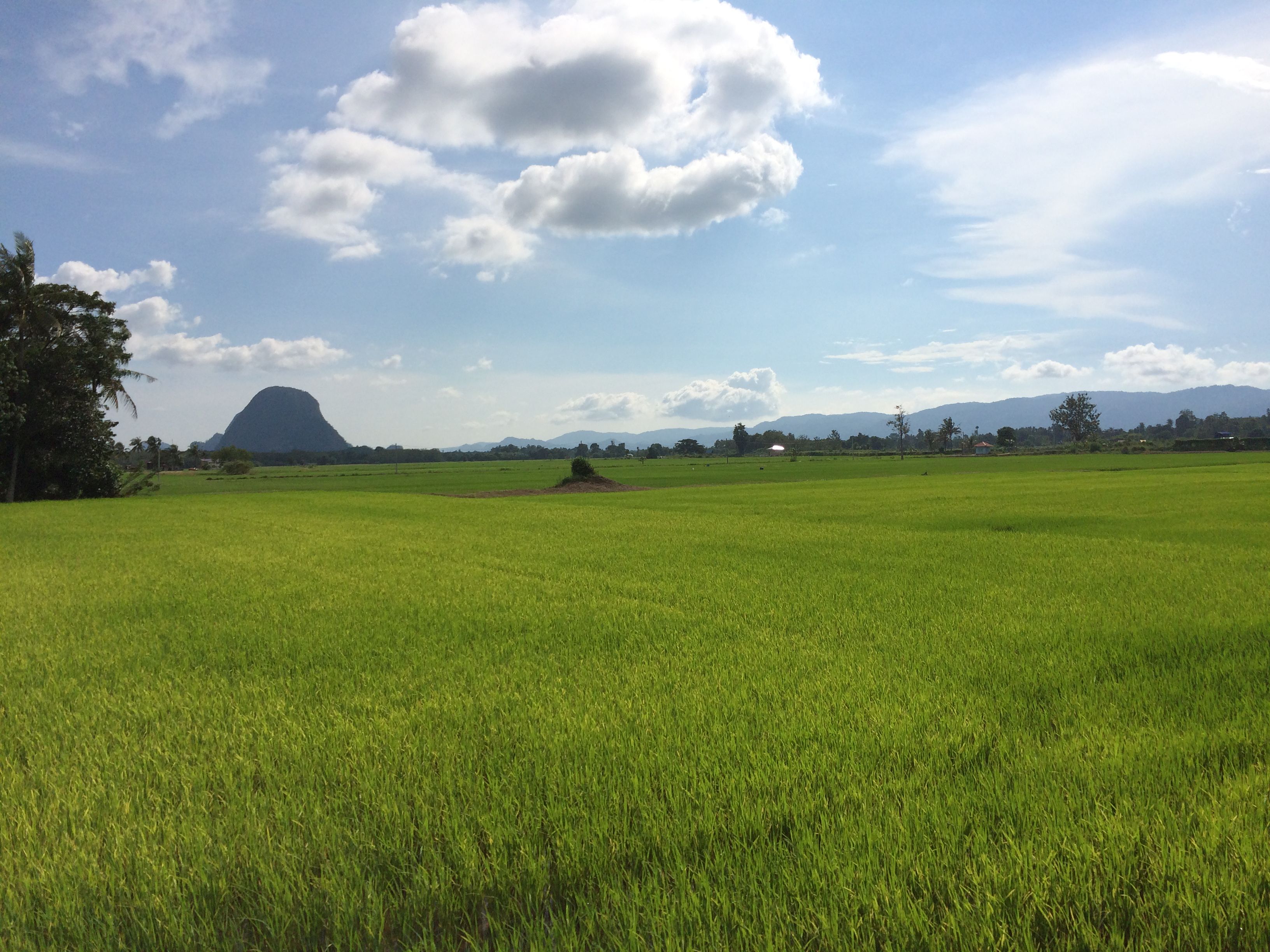 rice_field