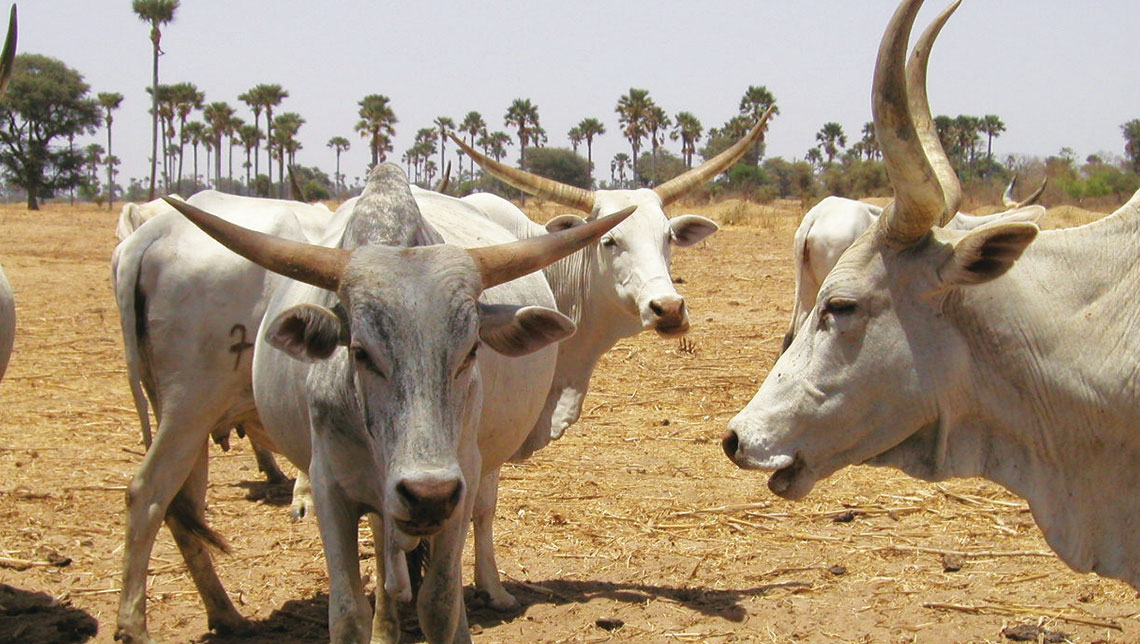 The sterile insect technique (SIT)  tsetse eradication