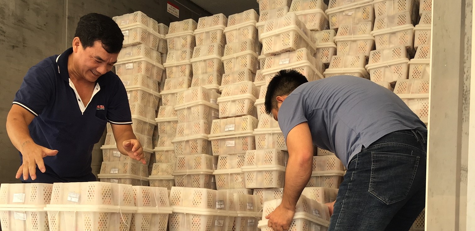 Two male workers in Viet Nam preparing boxes filled with fruit ahead of irradiation, a procedure that kills pests while leaving the fruit intact.