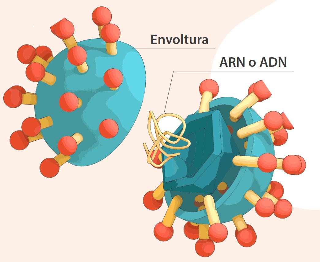 ADN ARN envoltura virus