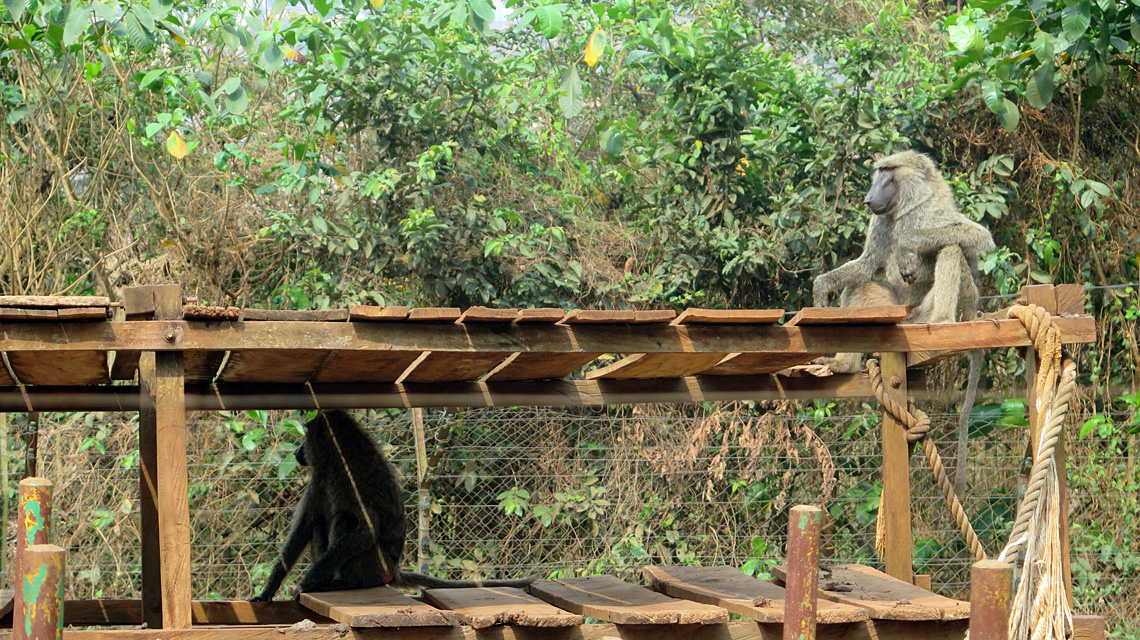 baboons-1140x640.jpg