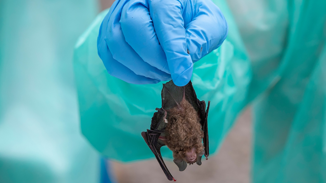 bat.jpg