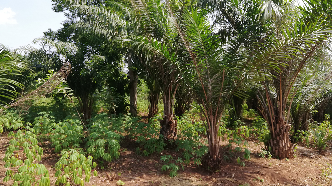 benin-soil-erosion2-1140x640.jpg