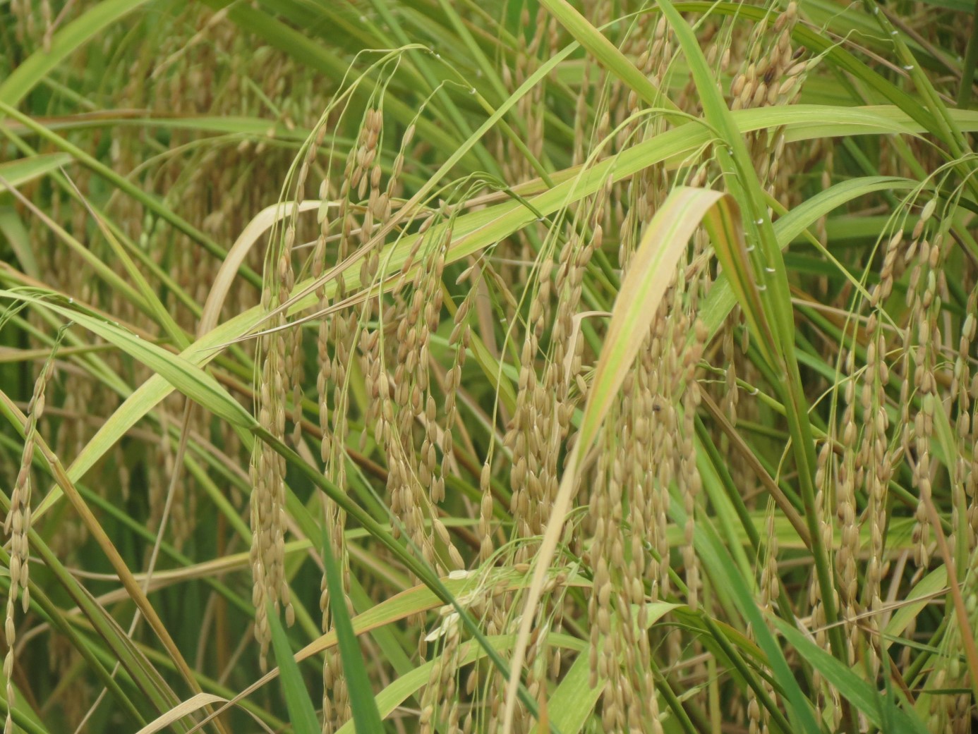 biodiversity_1.jpg