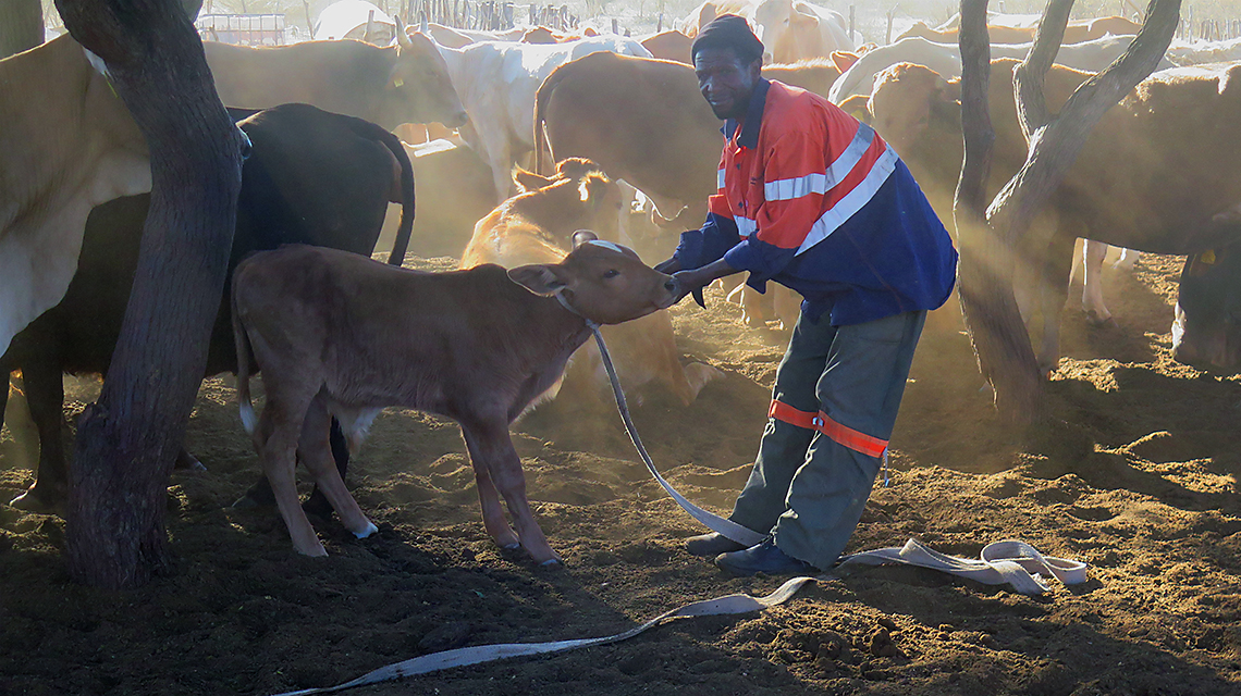 botswana13951140x640.jpg