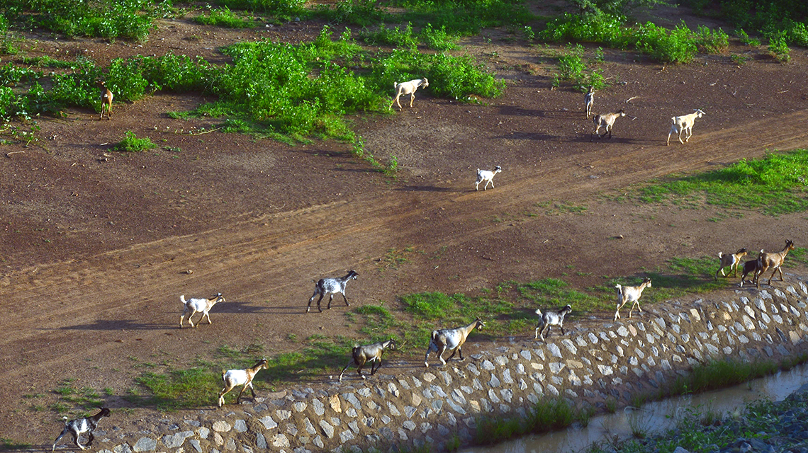 burkina_faso_goats4070_1140x640.jpg