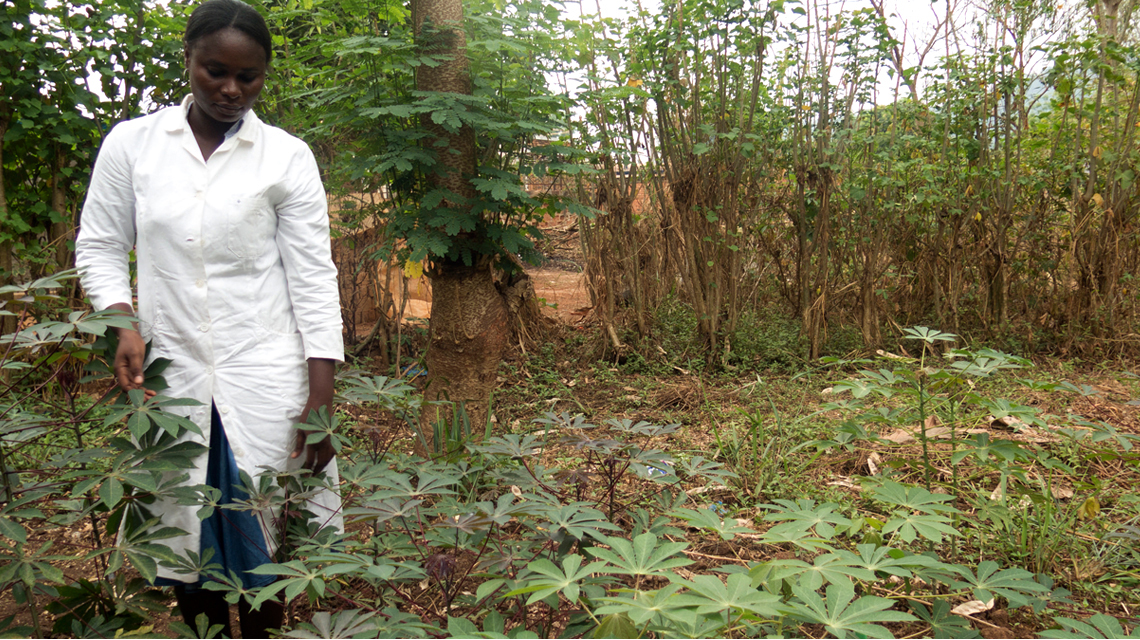 car-cassava-2.jpg