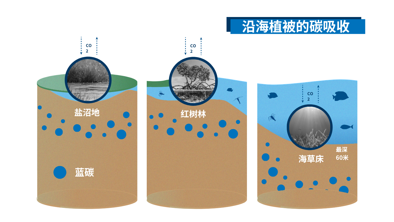 carbon-sequestration_ch2.png