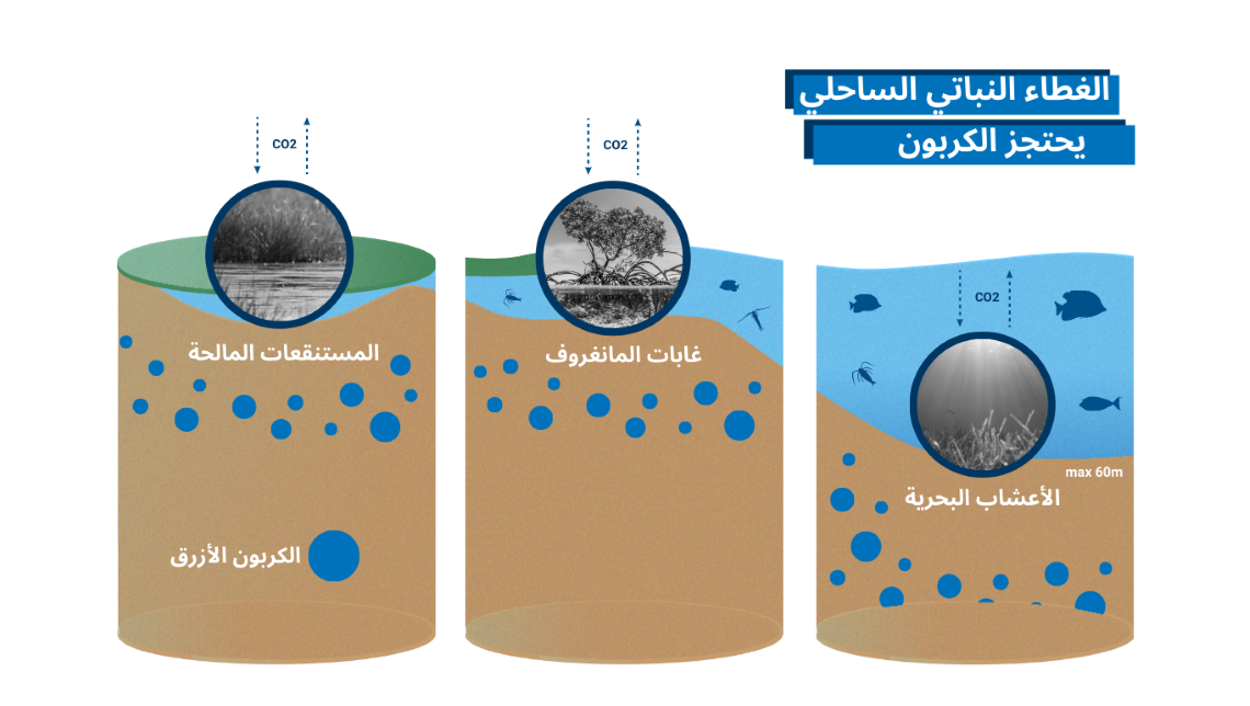 carbon_sequestration_-_ar.png