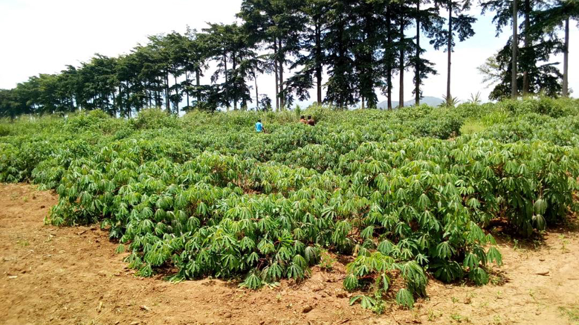 cassava-1140x640.jpg