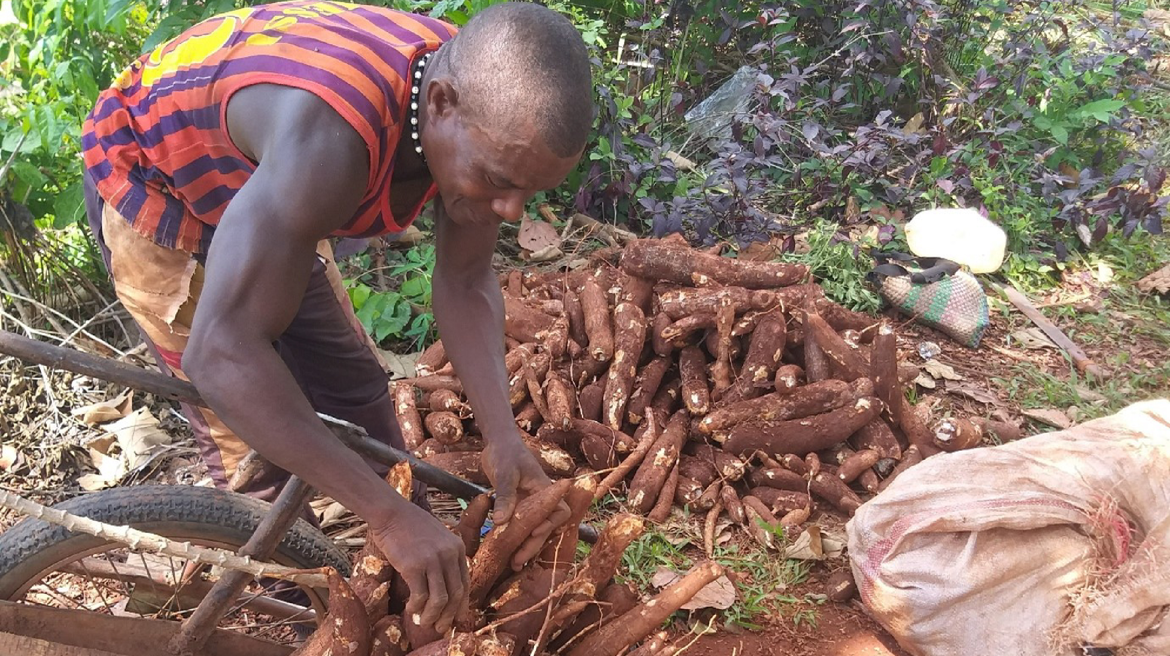 cassava1.jpg