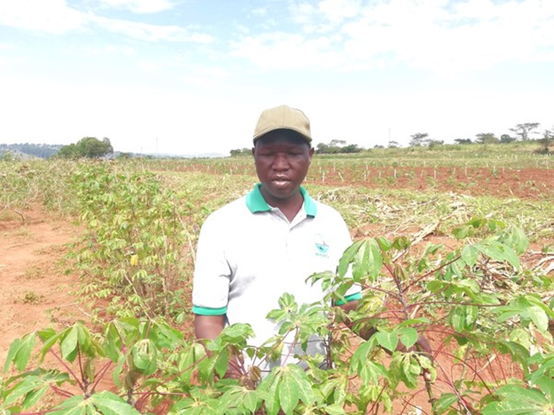 cassava_1_big.png