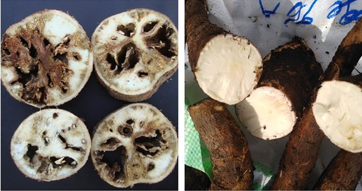 cassava_2_big.png