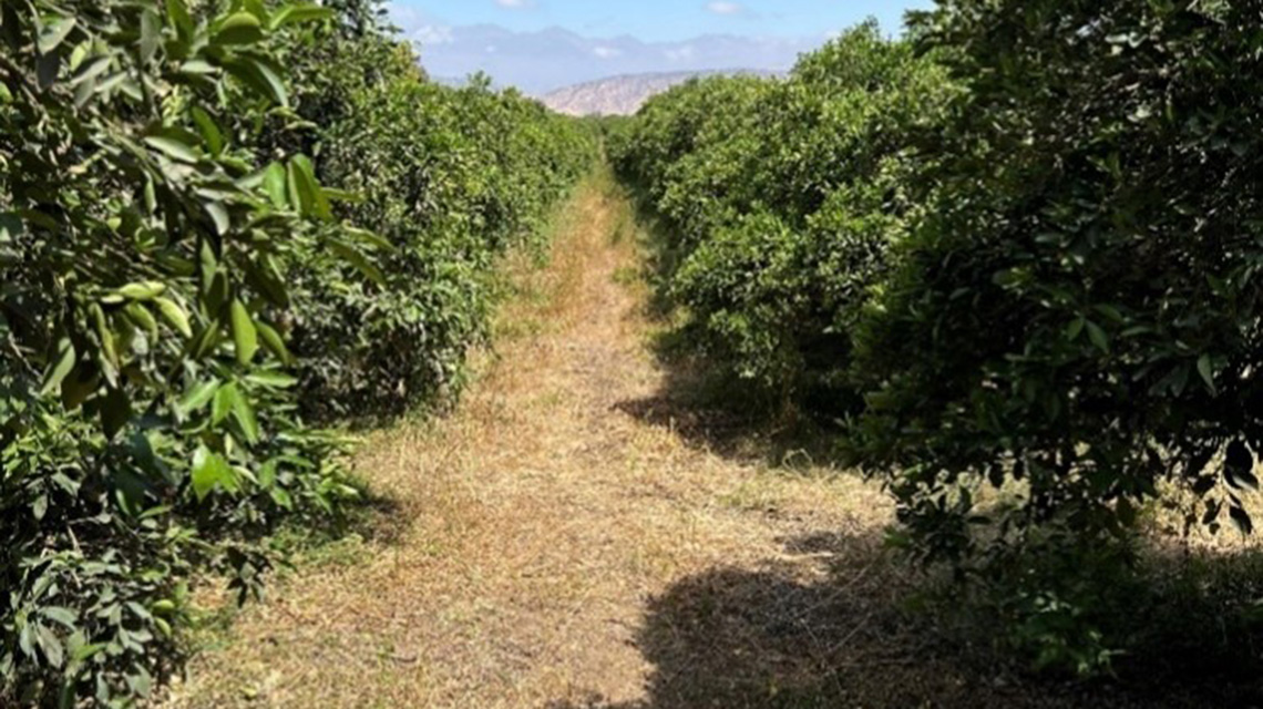 citrus-production-areas-1140x640.jpg