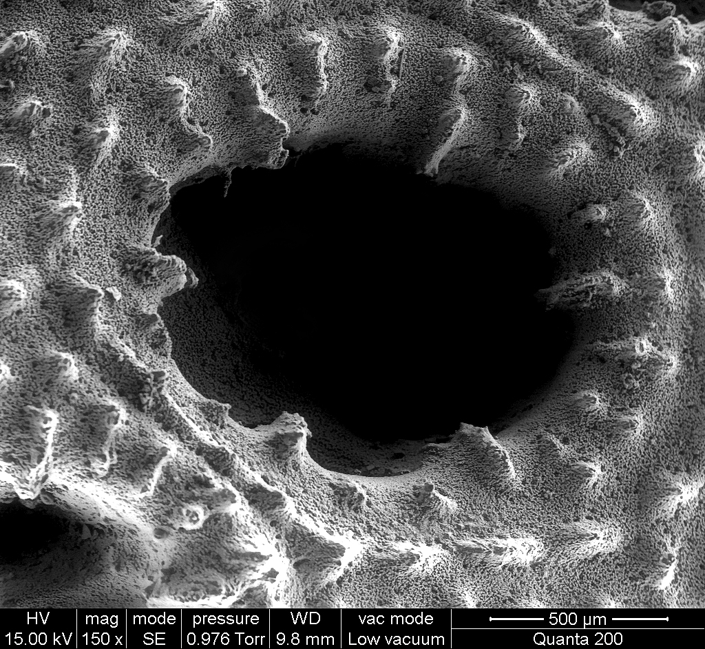 coral_molecular_scale.jpg