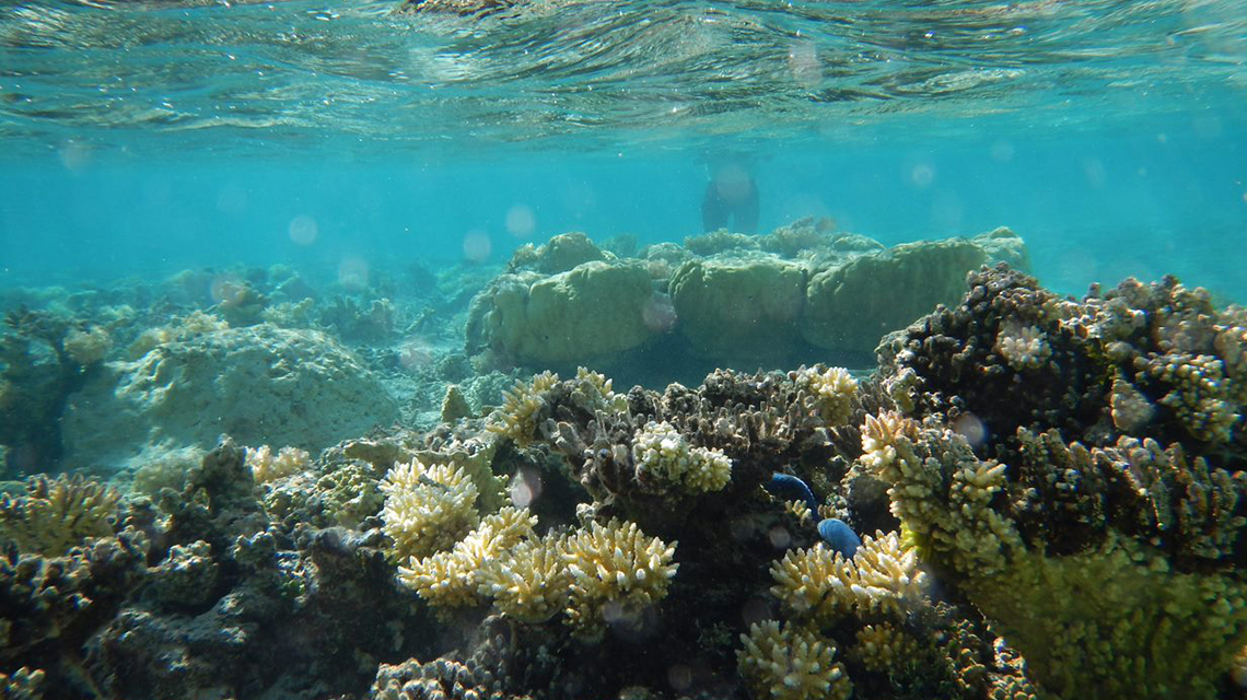 corals-1140x640.jpg