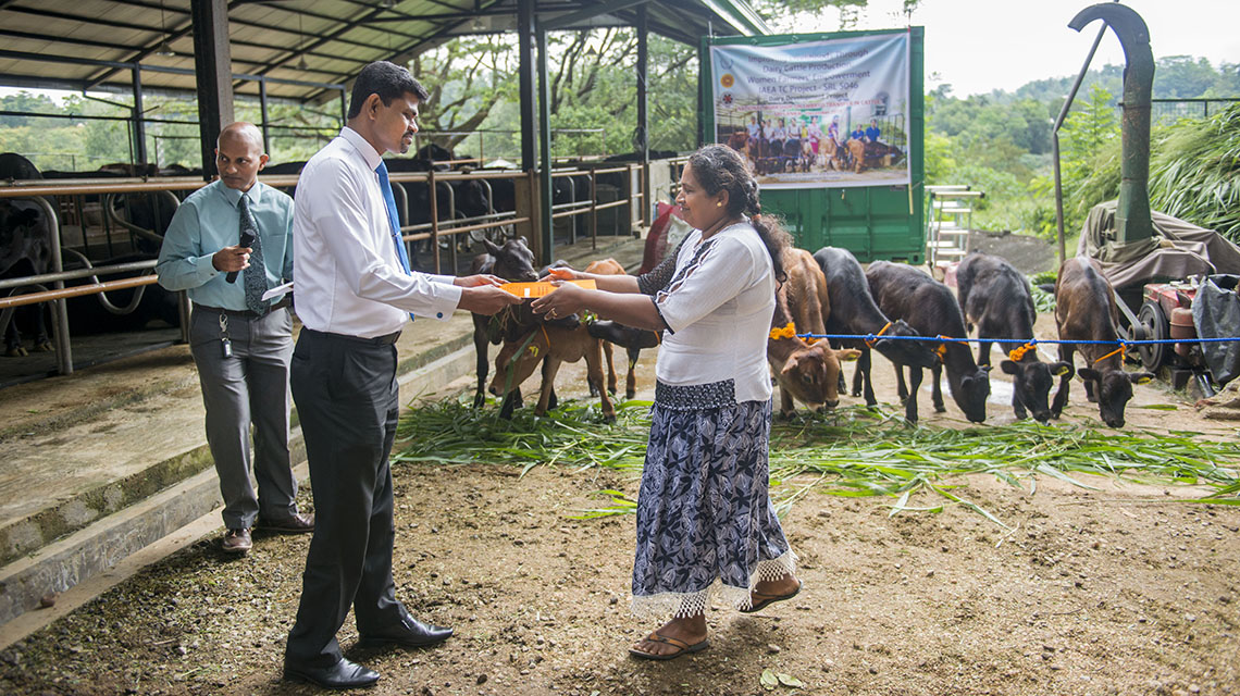 dairy-calves-donation-sri-lanka-1140x640.jpg