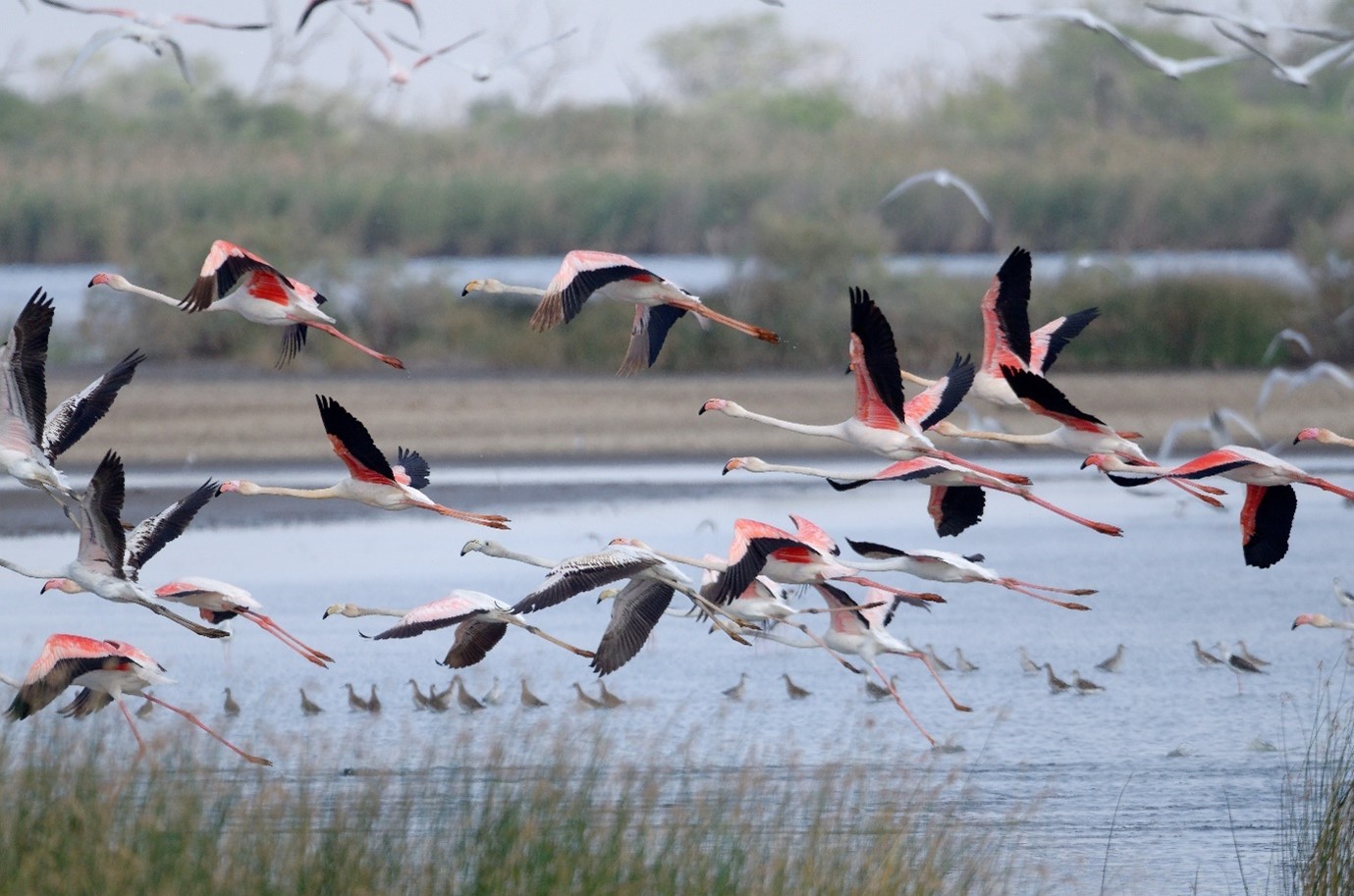 flamant_rose.jpg