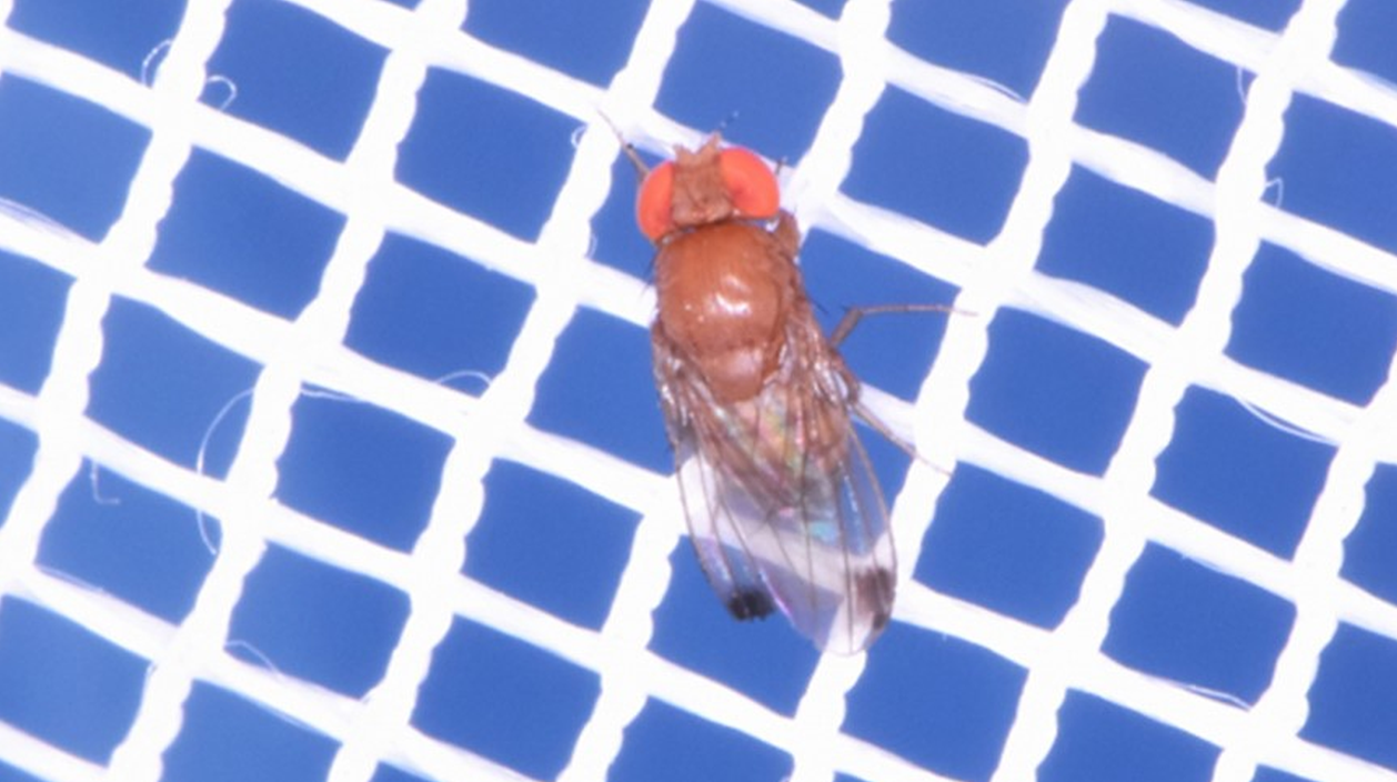 fruit_fly.png