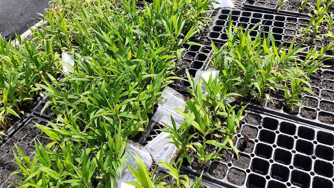 ginger-plants-1140x640.jpg