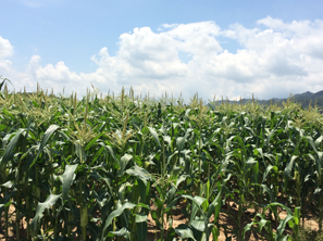 Maize.jpg