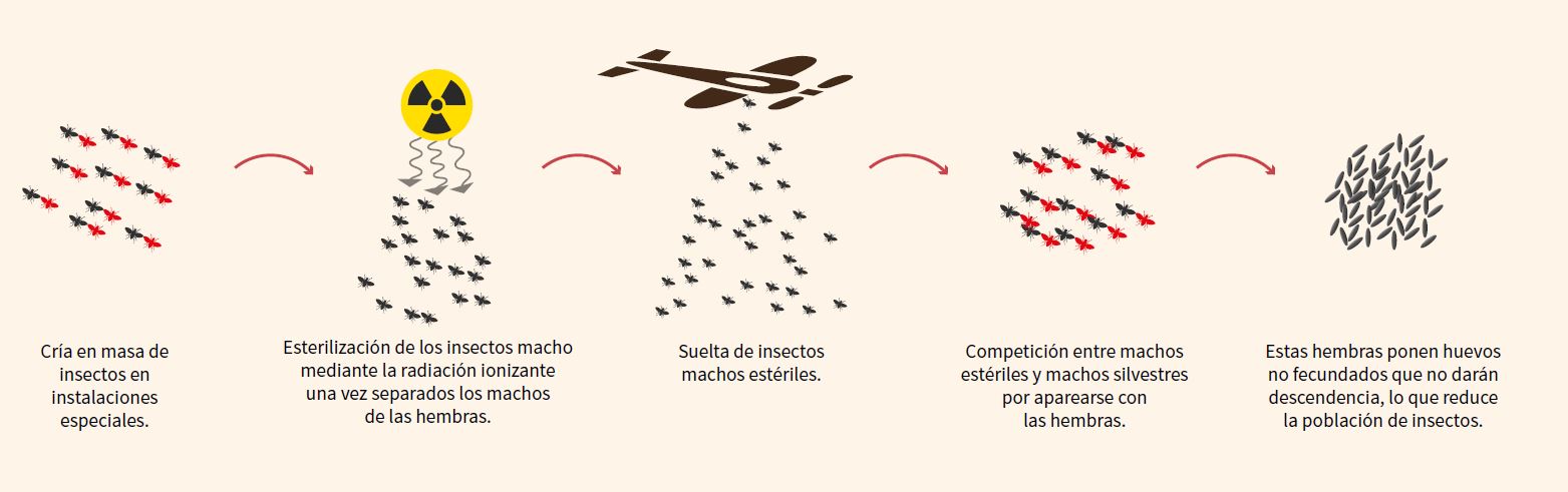 Infografía de la técnica del insecto estéril