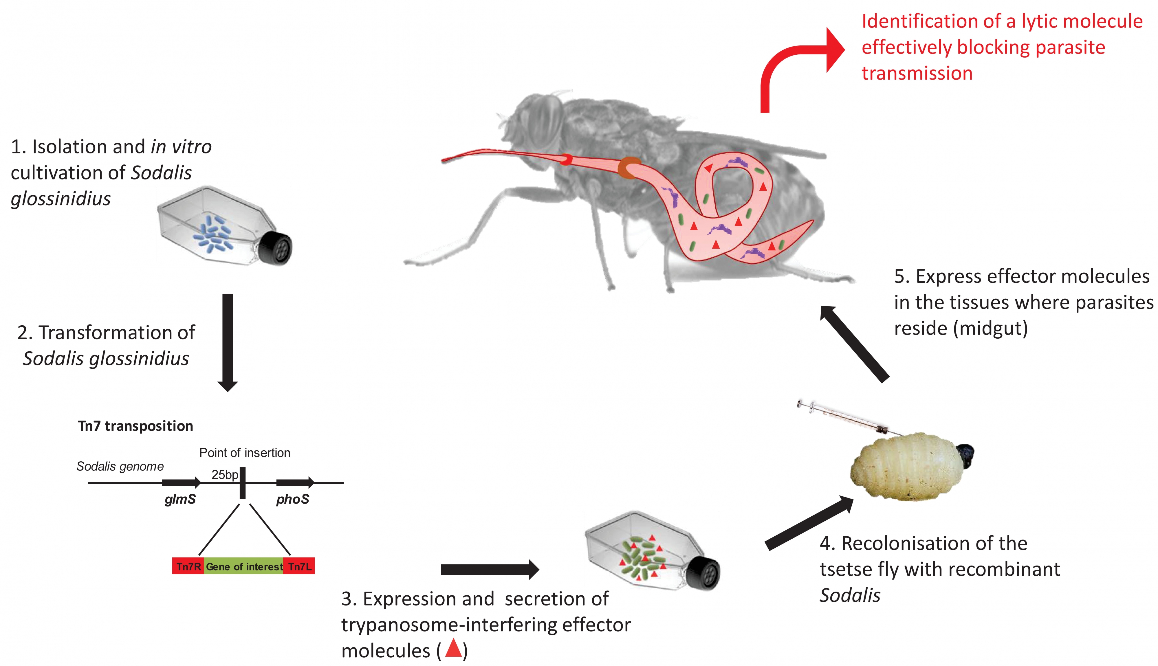 insectfigure2.jpg