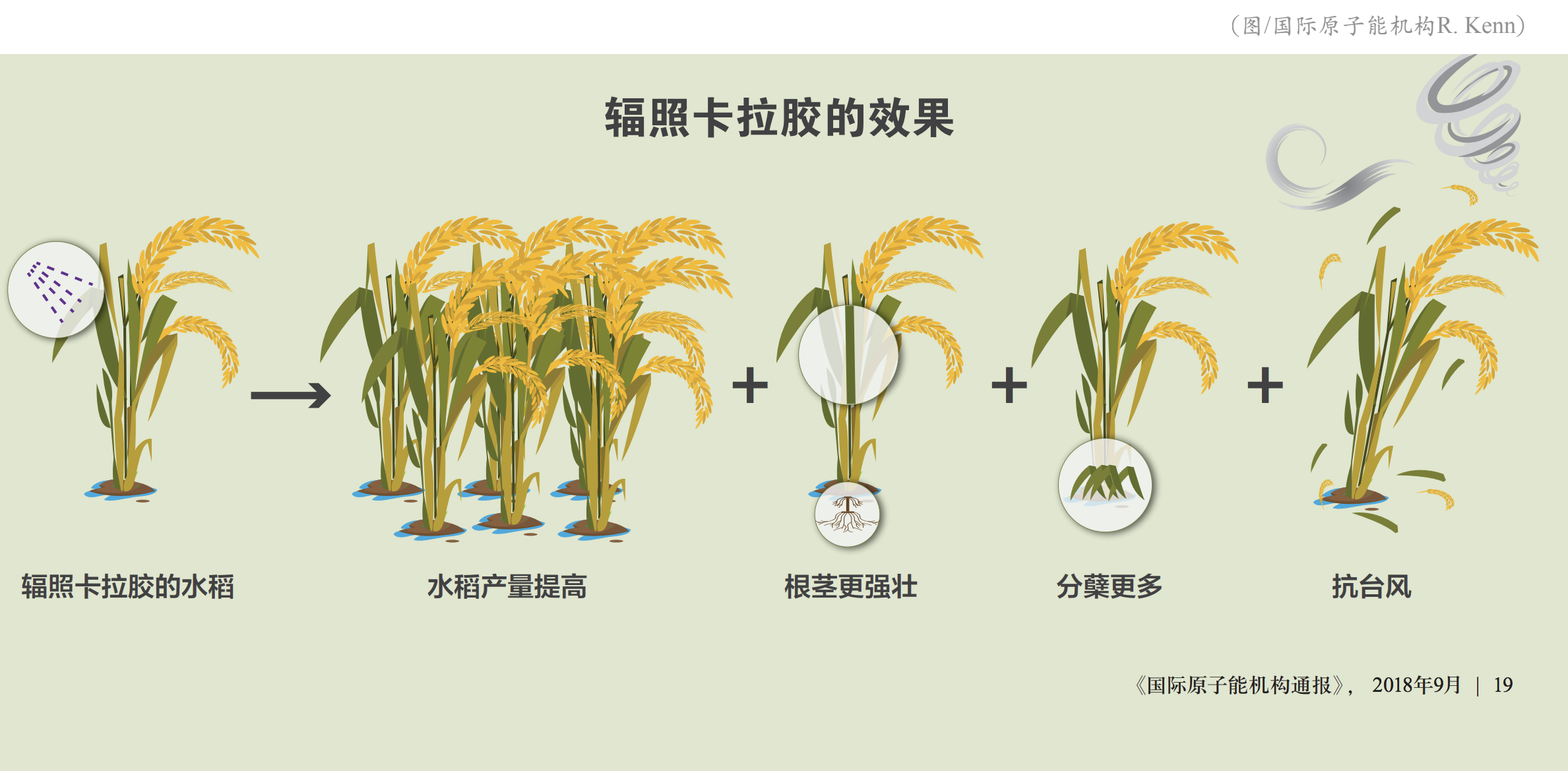 irradiated-carrageenan-114-x640_ch.png