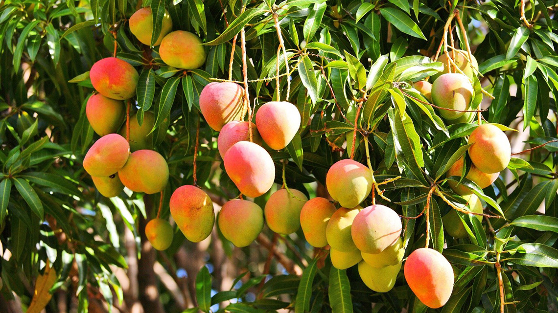 irradiated-fruit-1140x640.jpg