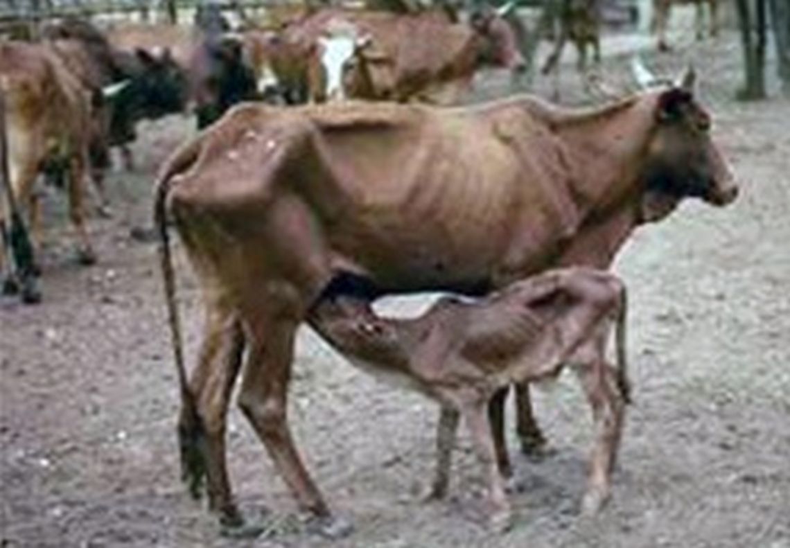 irradiated_vaccines_and_the_control_of_animal_diseases_2.jpg