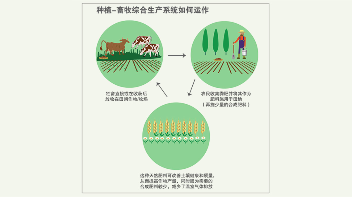 livestock-system_ch-1140x640.jpg