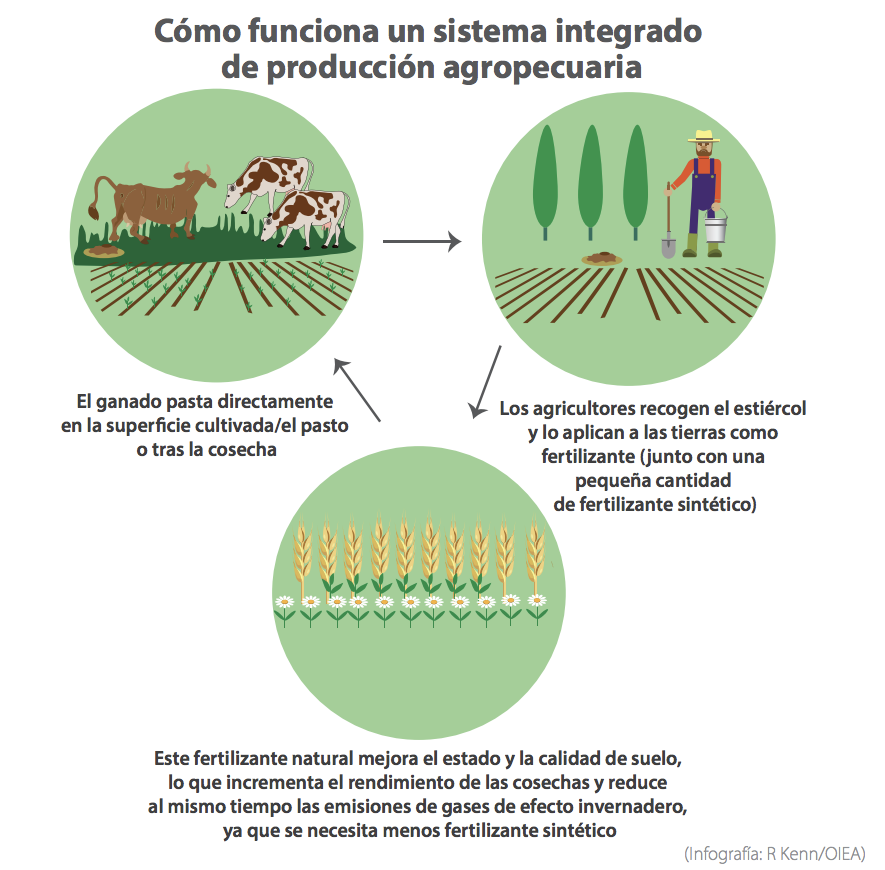 livestock-system_es.png
