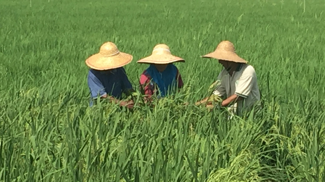 malaysia-rice2-1140x640.jpg