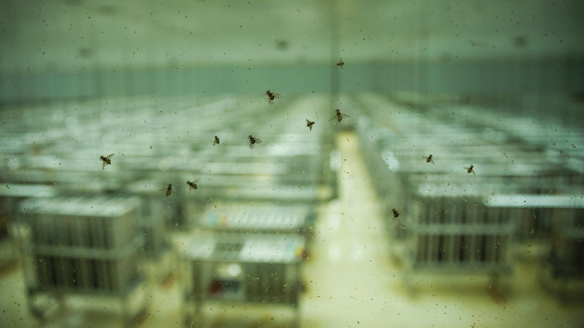 med-fruitflies-argentina-1140x640.jpg