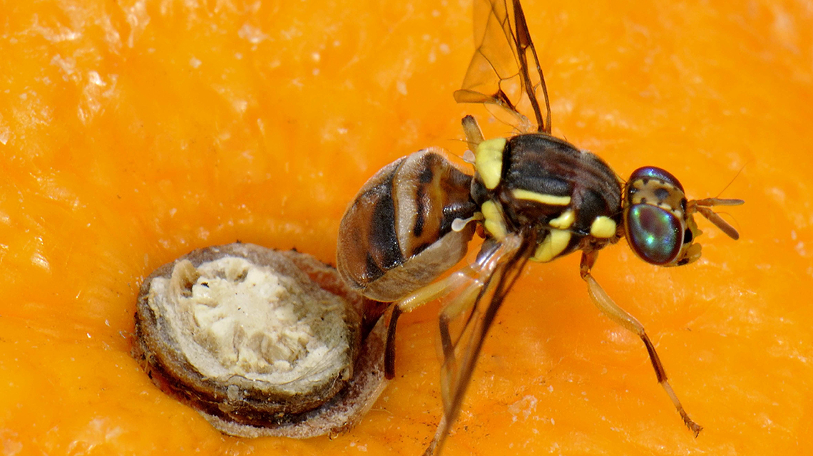 medflymor_1140x640.jpg
