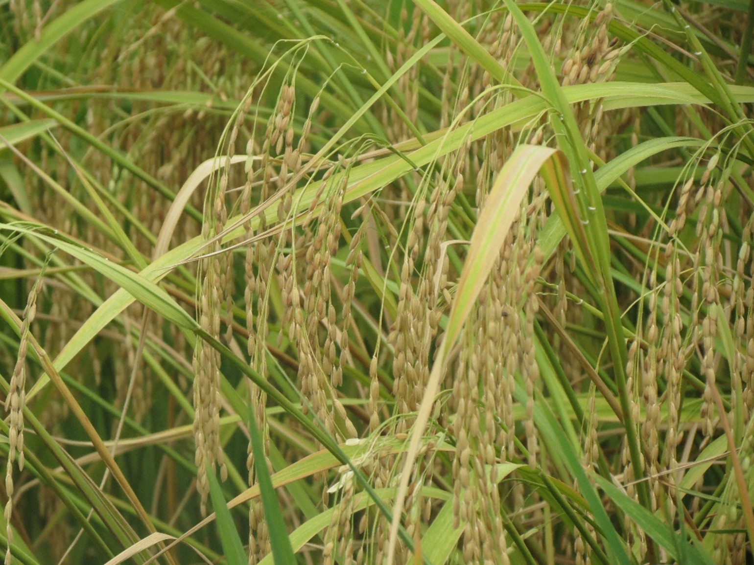 mutant_rice.jpg