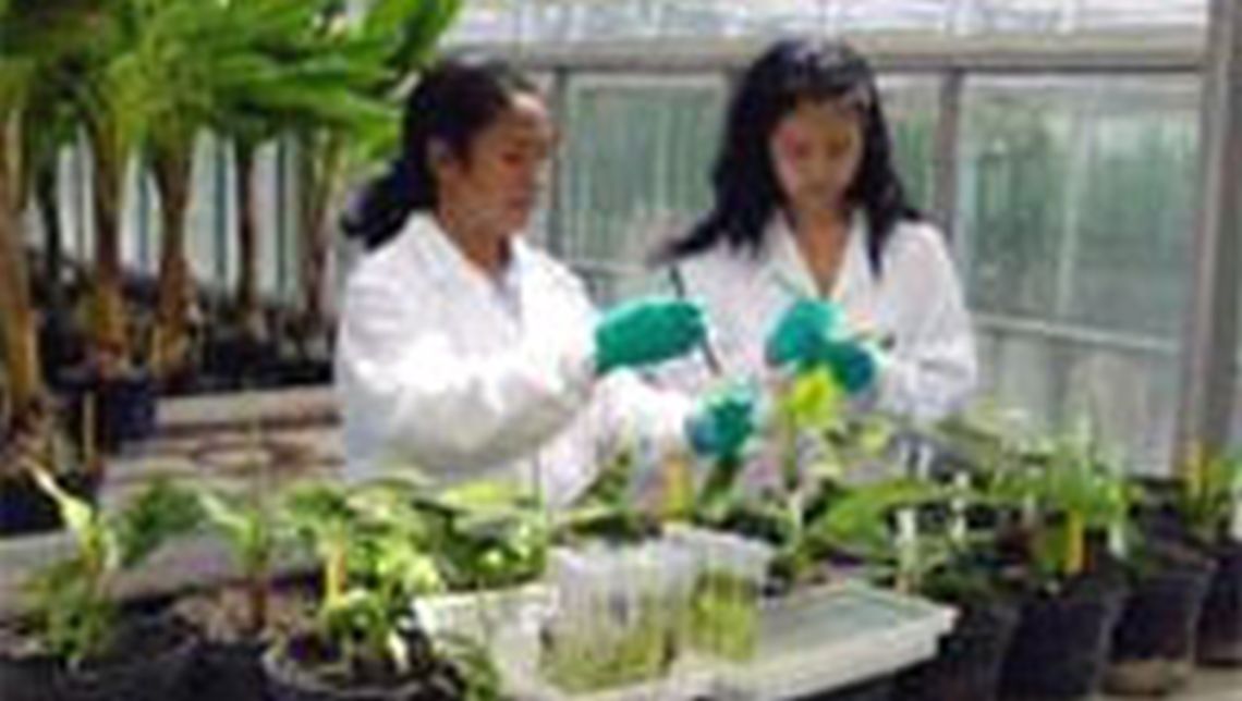 nafa-pbg-banana-evaluation.jpg