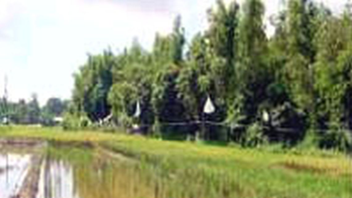 nafa-pbg-salinity-rice.jpg