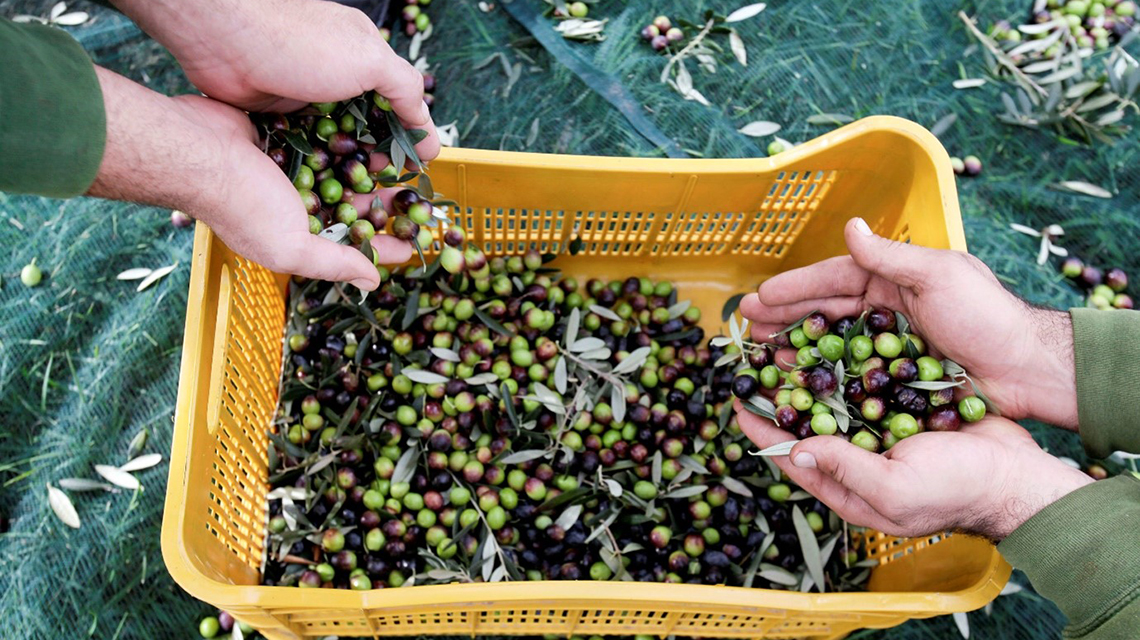olives-1140x640.jpg