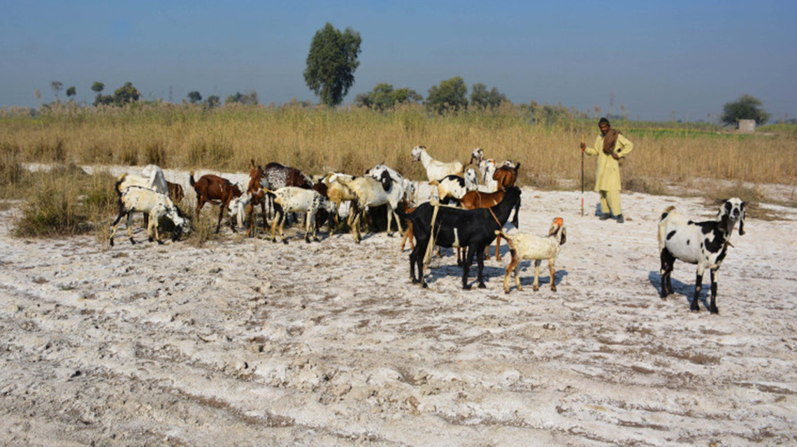 pakistan-soil-1140x640.jpg