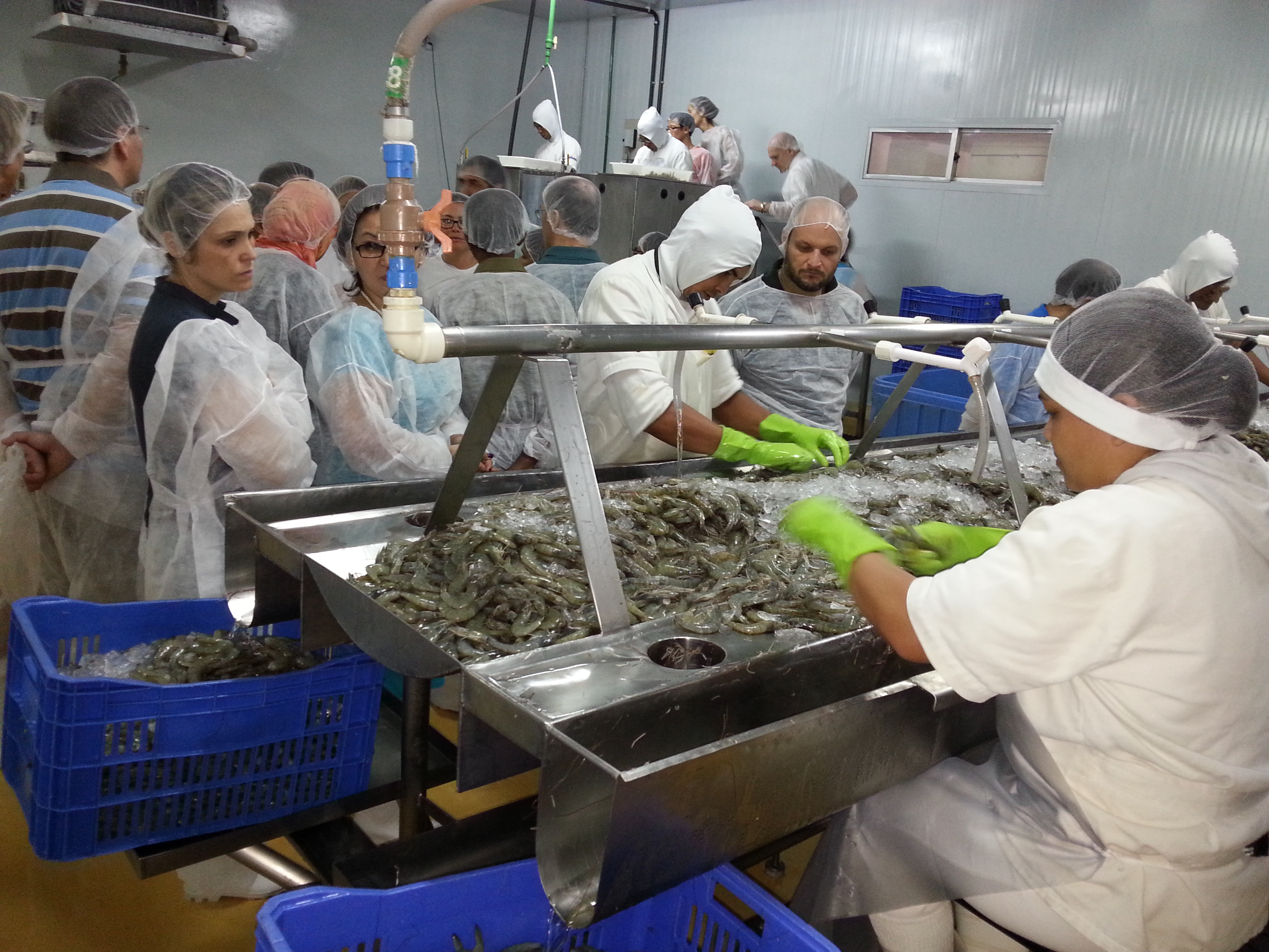processing_shrimps_from_aquaculture.jpg