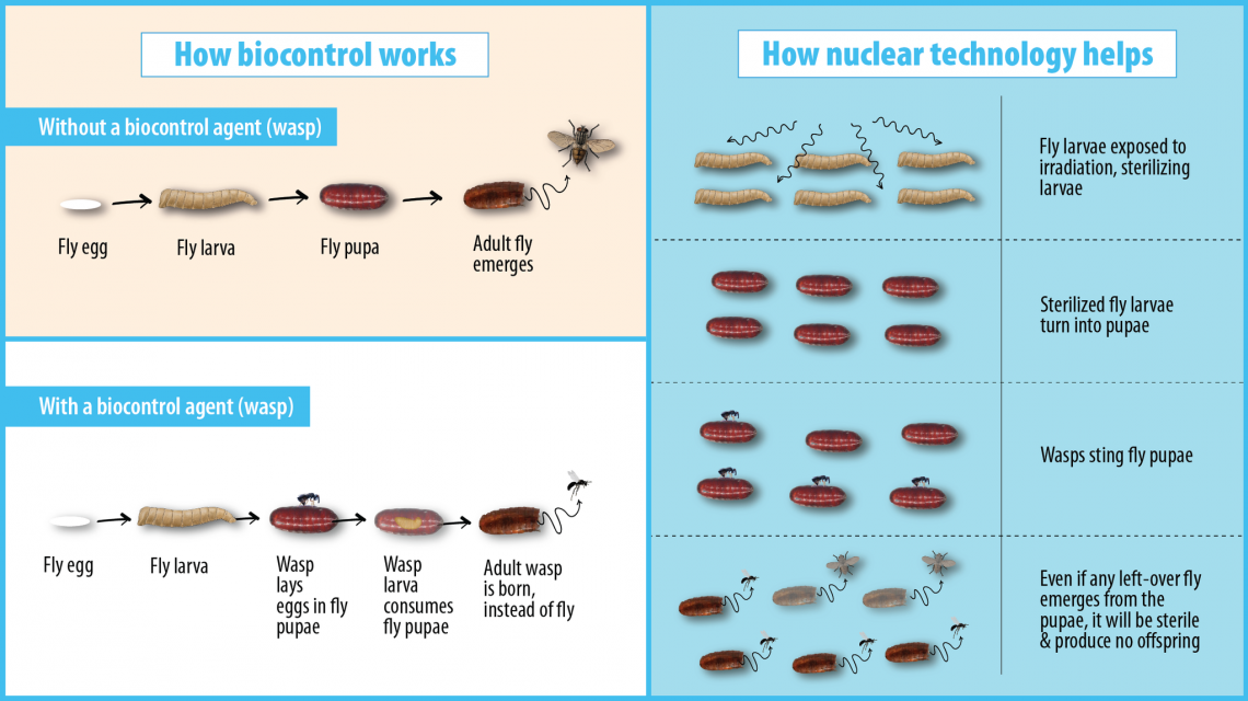 pupa_fly-5_oct_0.png