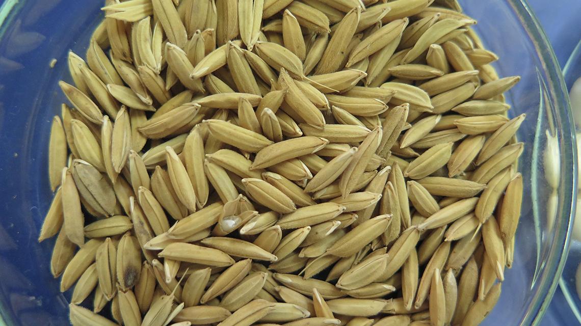 rice-lines-1140x640.jpg