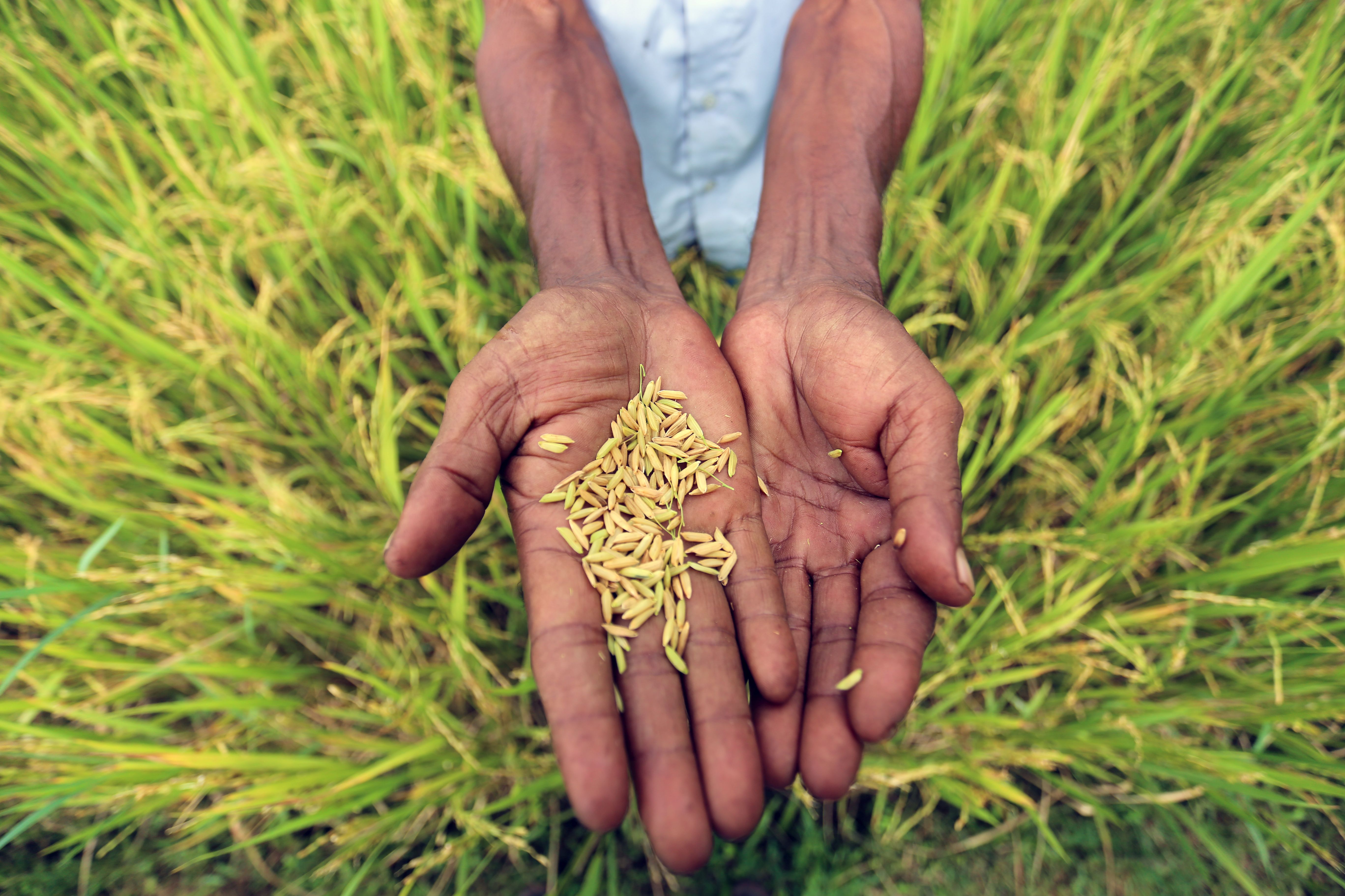 ricebangladesh02.jpg