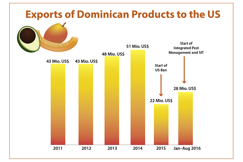 The Mediterranean fruit fly was reported for the first time in the Dominican Republic in March 2015. It was found in an almond tree off the coast of Punta Cana, the eastern region of the island. As soon as the government announced the presence of this pest, the United States banned the import of 18 fruits and vegetables, severely affecting the country’s main source of income after tourism: agricultural exports.