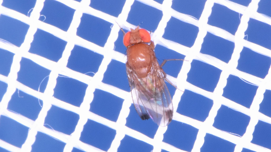spotted-wing-erosophila-1140x640.jpg
