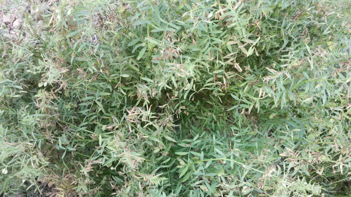 stemphylium_blight_in_lentil-2.jpg