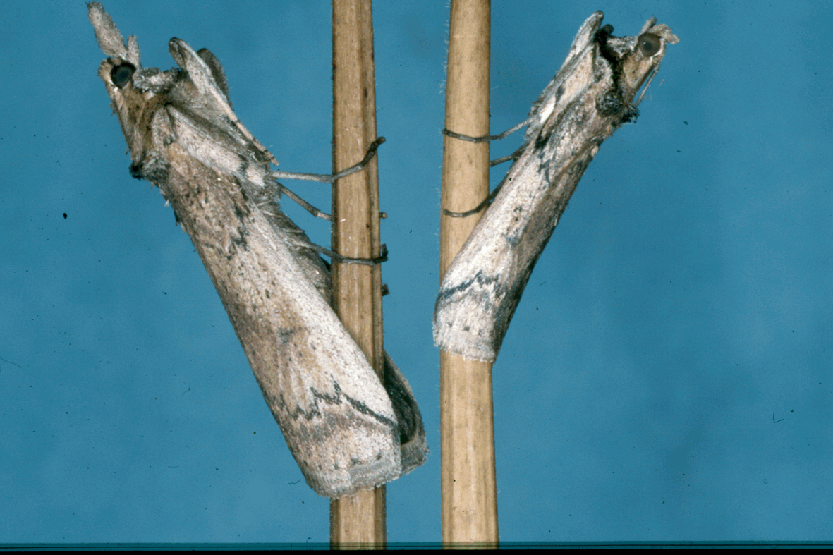 story_10_fao-iaea_-_cm_3.gif